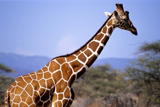 girafe-pelages-2