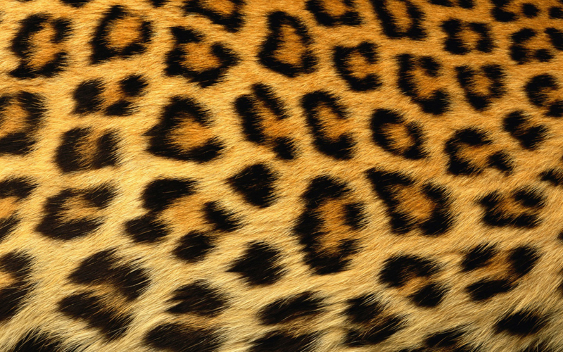 pelage-leopard1
