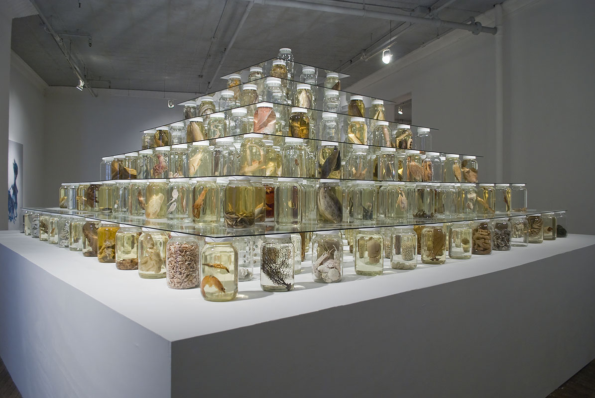 2012. Mixed-media installation including 26,162 preserved specimens representing 370 species. Glass, Preffer and Carosafe preservative solutions. 12 x 15 x 15 feet. In collaboration with Todd Gardner, Jack Rudloe, Brian Schiering and Peter Warny. Photo by Varvara Mikushkina.